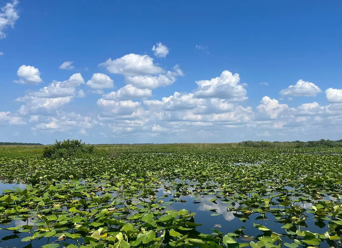 East Lake Tohopekaliga with lily pads in the foreground and clouds over the water