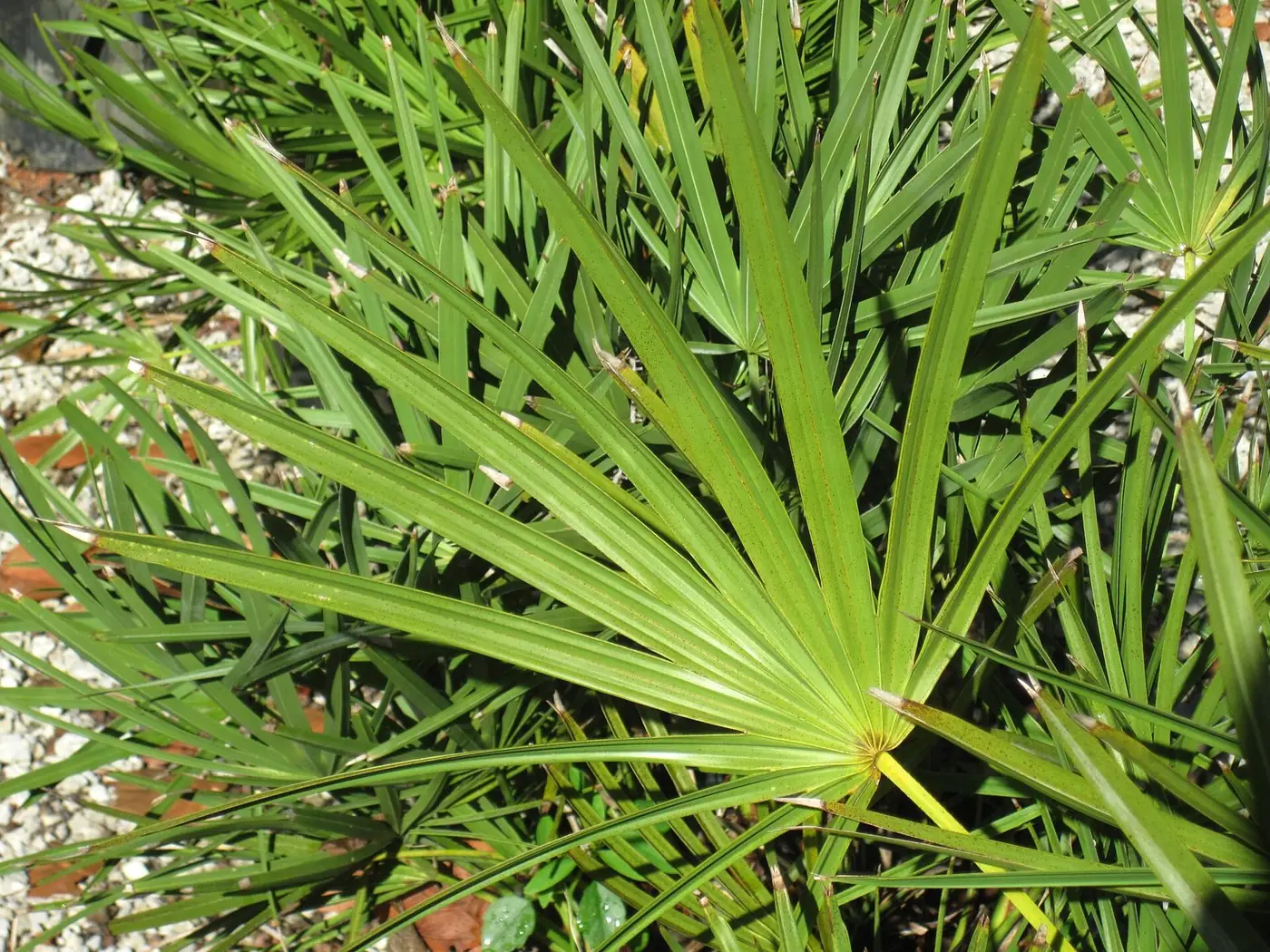 Close view of green fan-shaped saw palmetto fronds