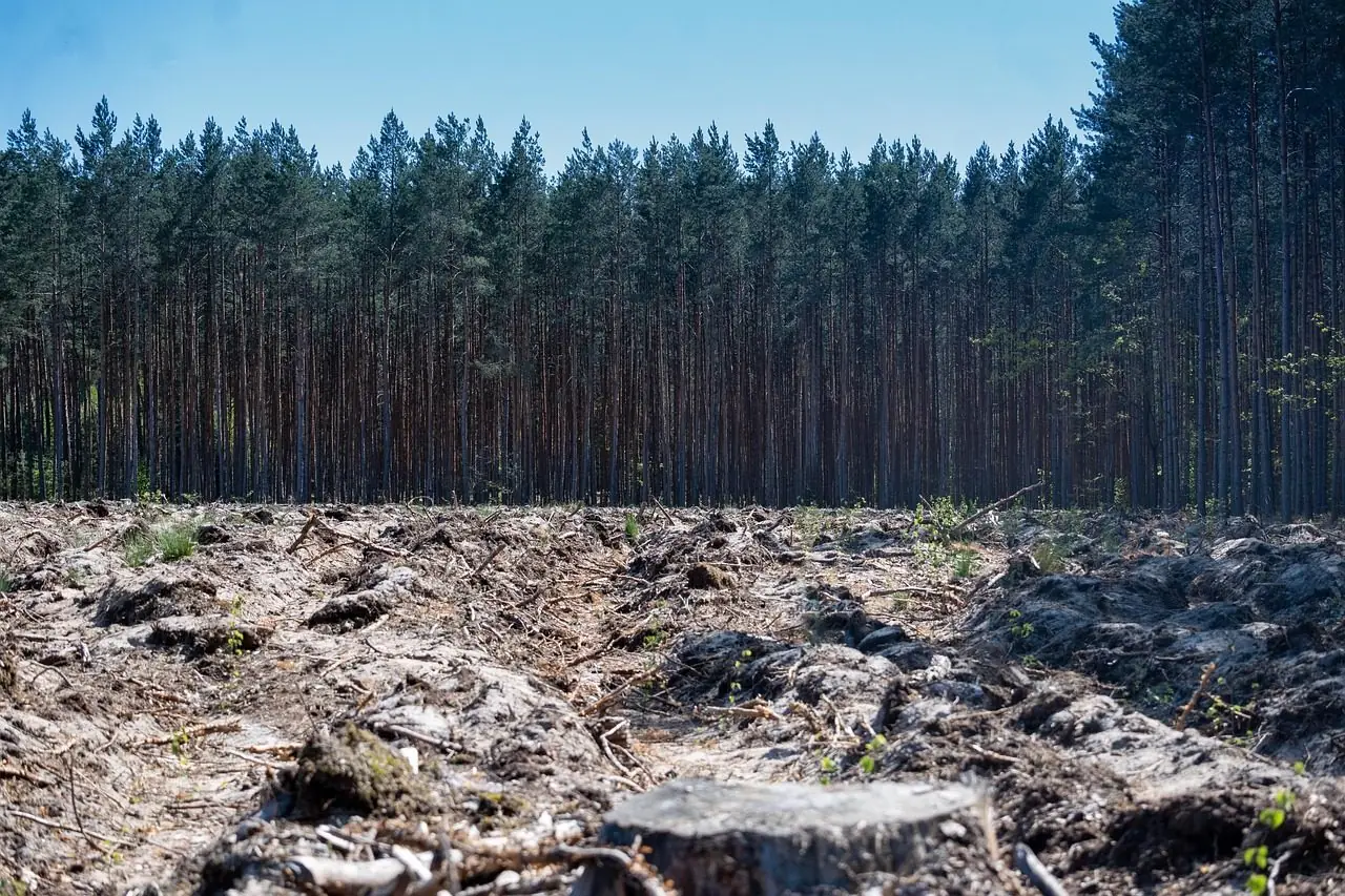 Stand of tall pines at the edge of a cleared field strewn with roots and stumps